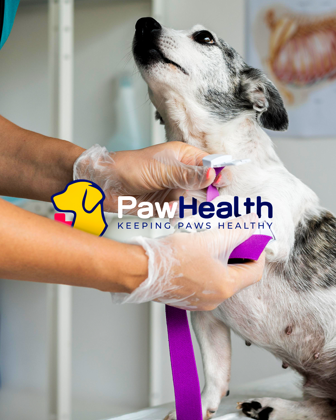 Logo Paw Health